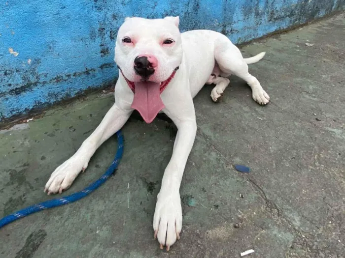 Cachorro raça Pit-Bull idade 1 ano nome Ice
