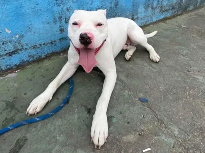 Cachorro raça Pit-Bull idade 1 ano nome Ice