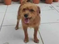 Jake e Apollo (irmãos)