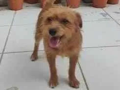 Cachorro raça SRD-ViraLata idade 1 ano nome Jake e Apollo (irmãos)