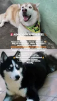 Cachorro raça Husky Siberiano idade 6 ou mais anos nome Maximus e Asuna