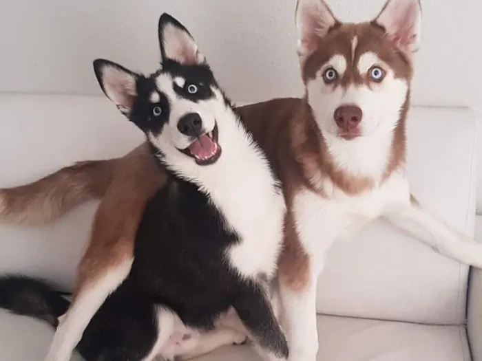 Cachorro raça Husky Siberiano idade 6 ou mais anos nome Maximus e Asuna