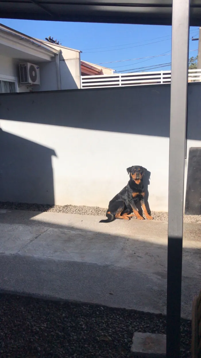 Cachorro raça Rottweiler idade 5 anos nome Horus