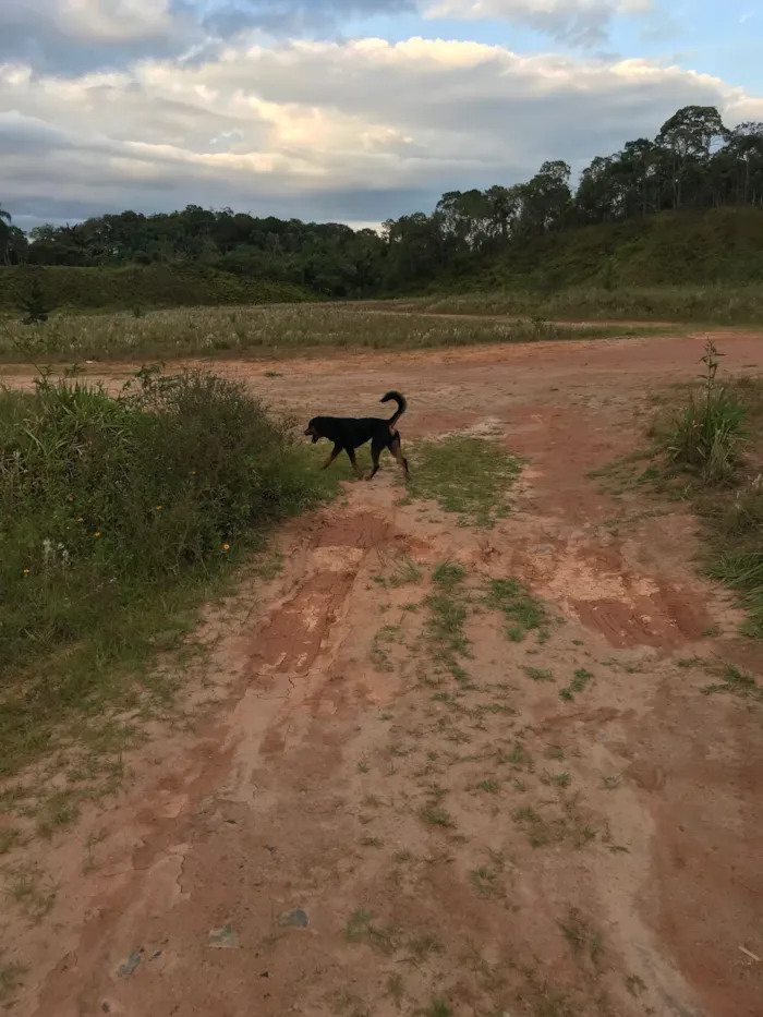 Cachorro raça Rottweiler idade 5 anos nome Horus