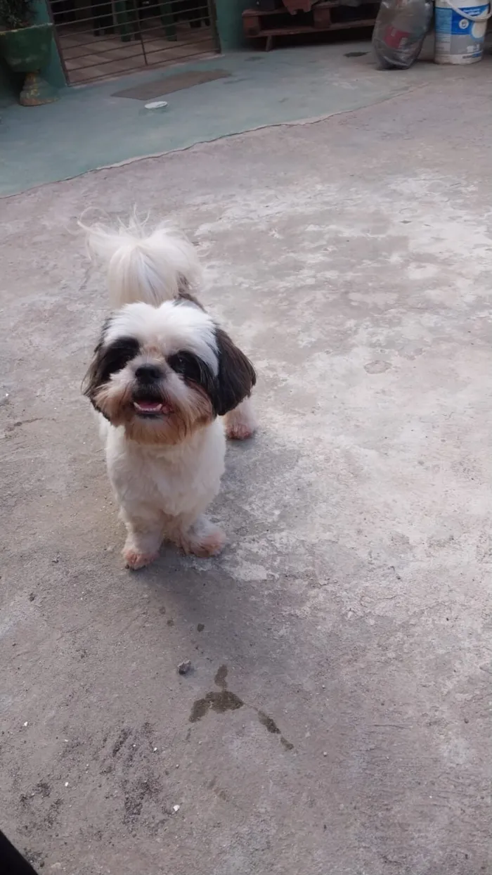 Cachorro raça Shitzu idade 3 anos nome Pandora