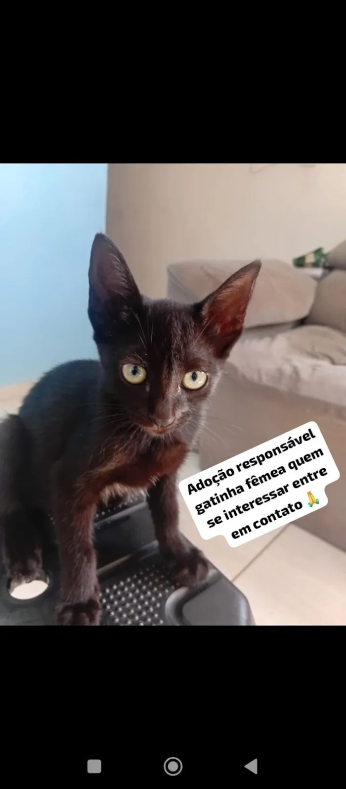 Gato raça SRD-ViraLata idade 2 a 6 meses nome Sem nome