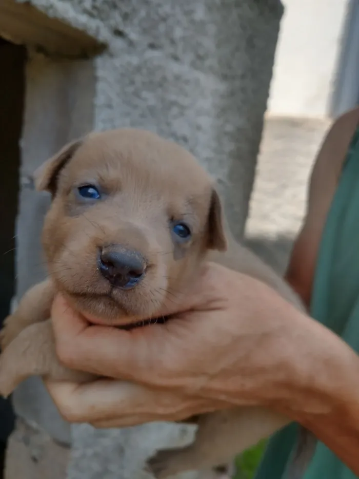 Cachorro raça SRD-ViraLata idade Abaixo de 2 meses nome Vários filhotes
