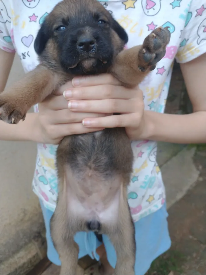 Cachorro raça SRD-ViraLata idade Abaixo de 2 meses nome Vários filhotes