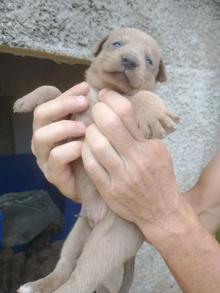 Cachorro raça SRD-ViraLata idade Abaixo de 2 meses nome Vários filhotes