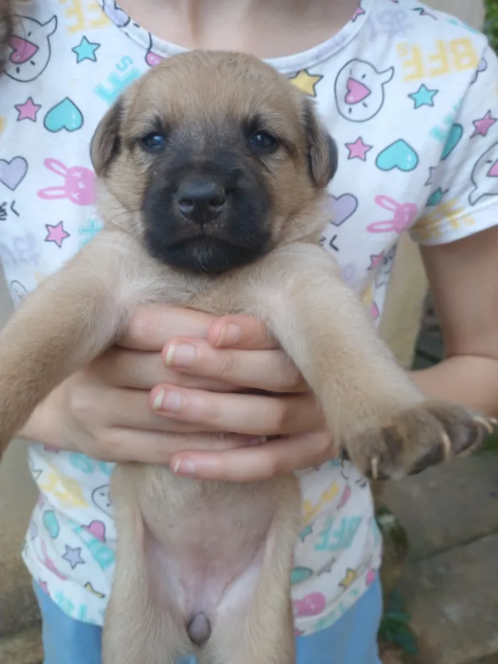 Cachorro raça SRD-ViraLata idade Abaixo de 2 meses nome Vários filhotes