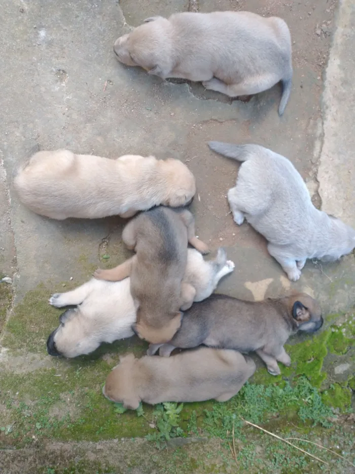 Cachorro raça SRD-ViraLata idade Abaixo de 2 meses nome Vários filhotes