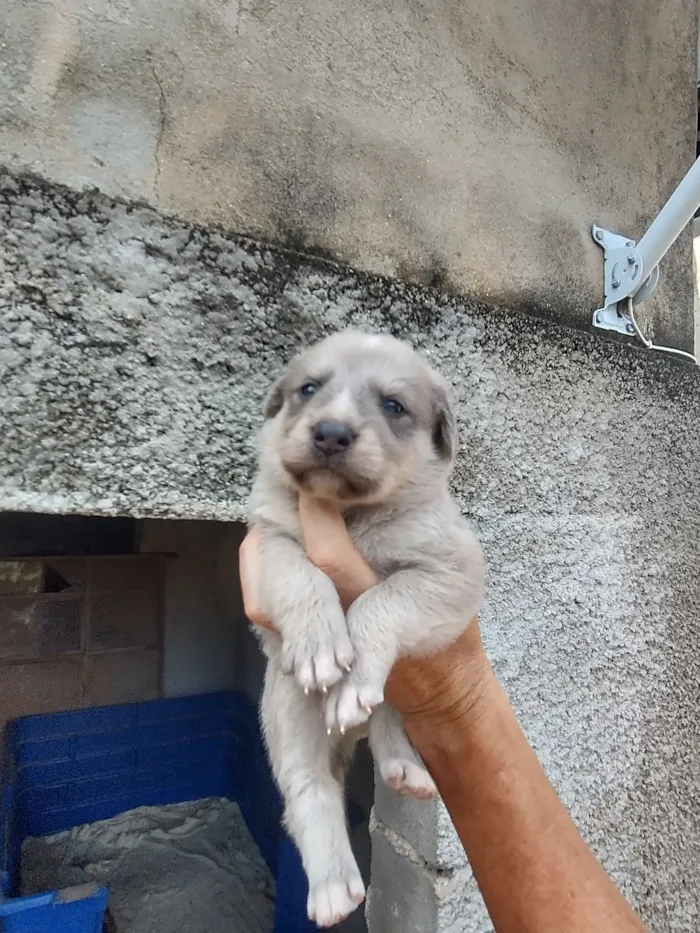 Cachorro raça SRD-ViraLata idade Abaixo de 2 meses nome Vários filhotes