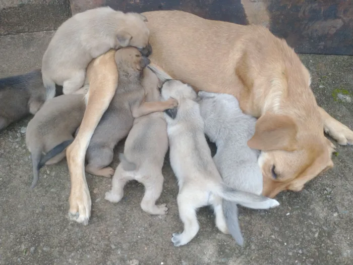 Cachorro raça SRD-ViraLata idade Abaixo de 2 meses nome Vários filhotes