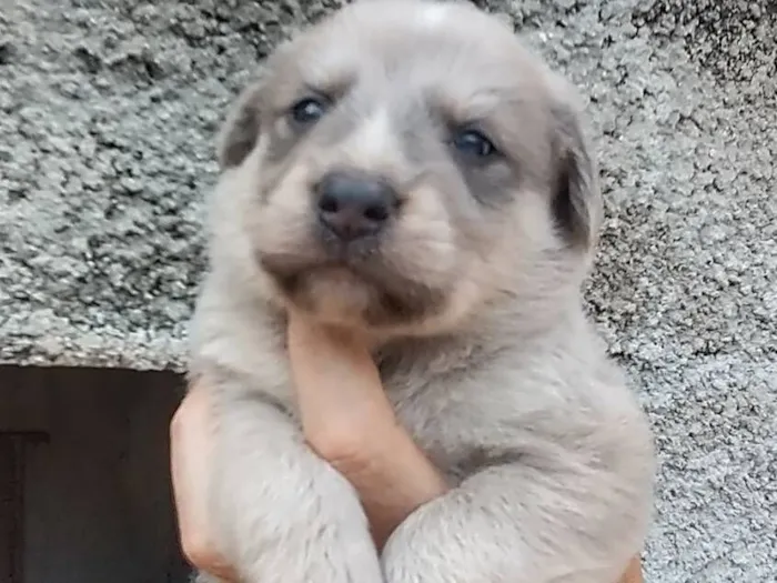 Cachorro raça SRD-ViraLata idade Abaixo de 2 meses nome Vários filhotes