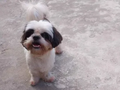Cachorro raça Shitzu idade 3 anos nome Pandora