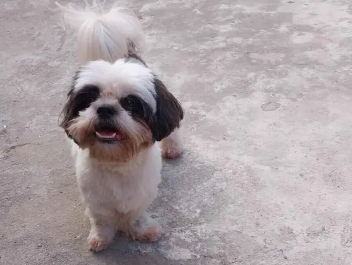 Cachorro raça Shitzu idade 3 anos nome Pandora