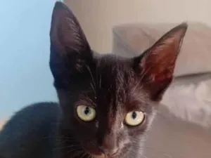 Gato raça SRD-ViraLata idade 2 a 6 meses nome Sem nome