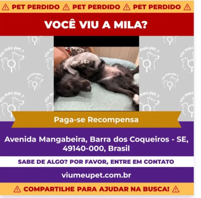Cachorro raça SRD-ViraLata idade 2 anos nome Mila