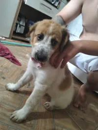 Cachorro raça SRD-ViraLata idade 2 a 6 meses nome Filhote