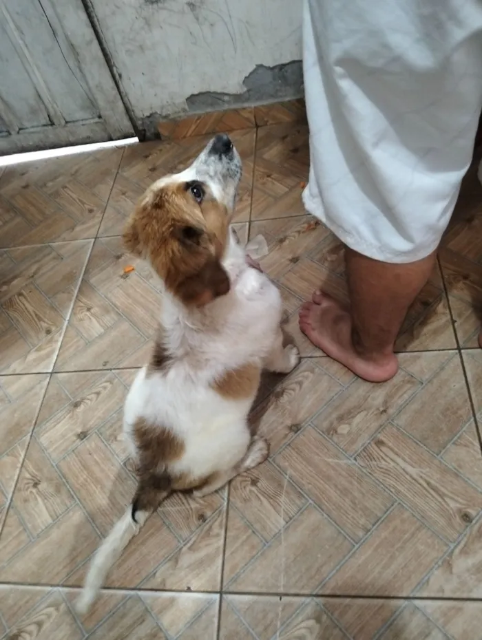 Cachorro raça SRD-ViraLata idade 2 a 6 meses nome Filhote