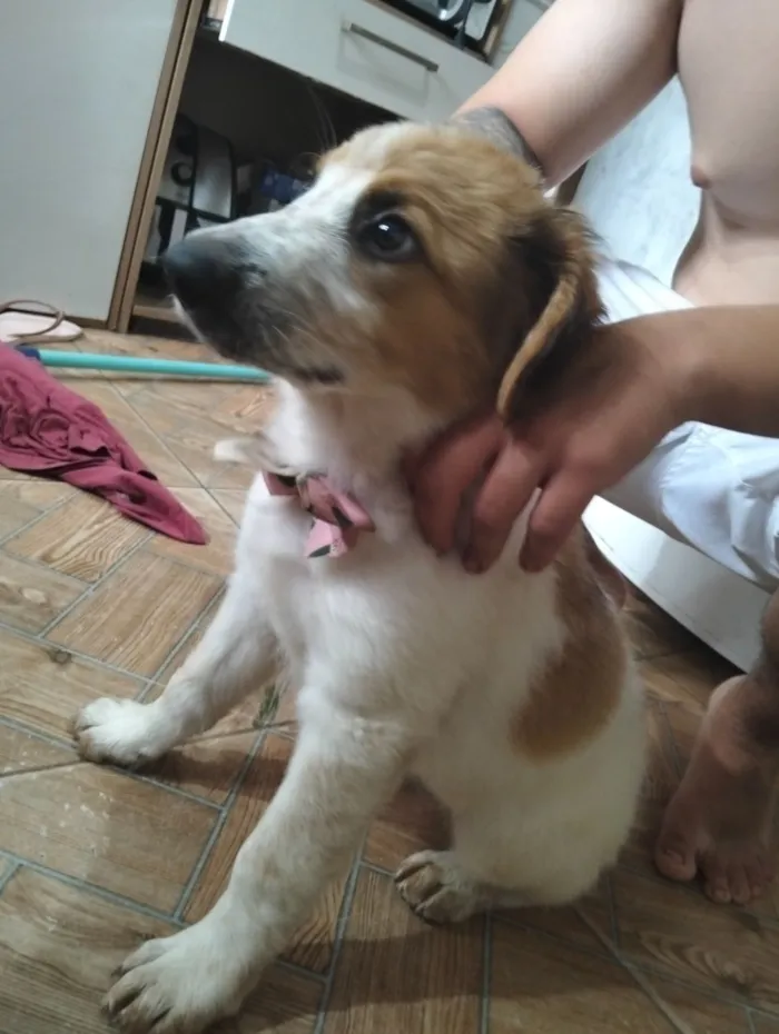 Cachorro raça SRD-ViraLata idade 2 a 6 meses nome Filhote