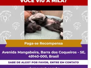Cachorro raça SRD-ViraLata idade 2 anos nome Mila