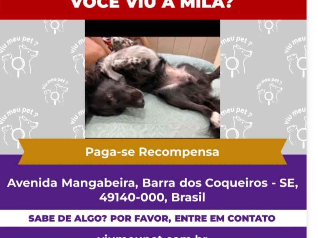 Cachorro raça SRD-ViraLata idade 2 anos nome Mila