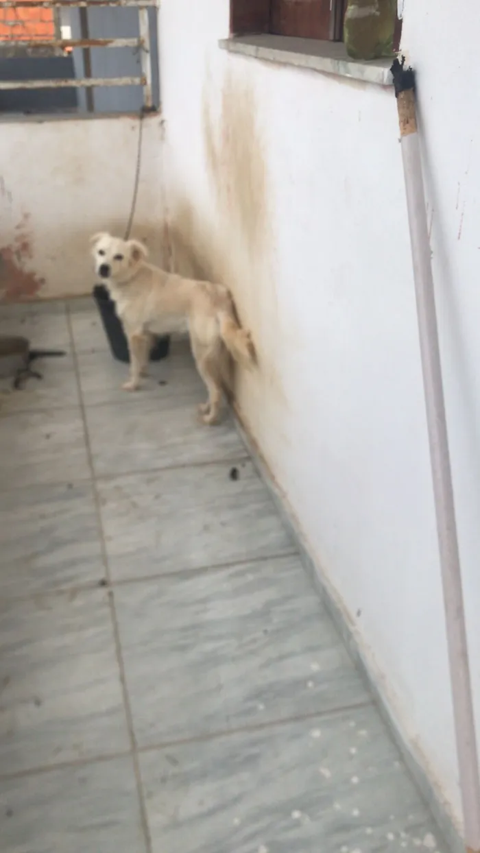 Cachorro raça SRD-ViraLata idade 2 a 6 meses nome Lila