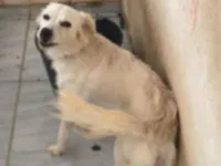 Cachorro raça SRD-ViraLata idade 2 a 6 meses nome Lila