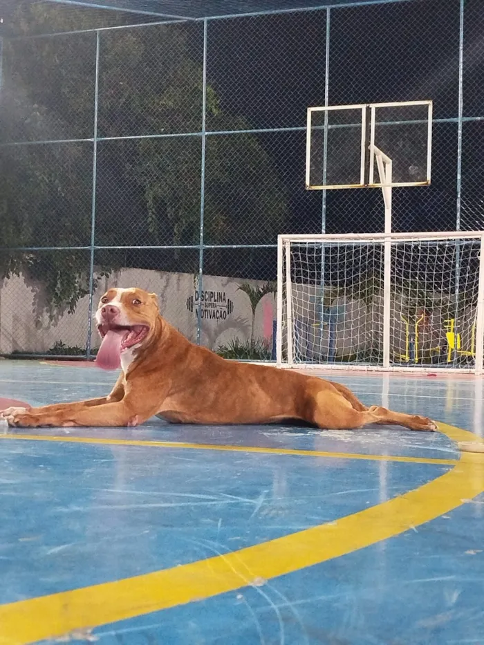 Cachorro raça Pit-Bull idade 3 anos nome Alfredo 