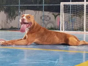 Cachorro raça Pit-Bull idade 3 anos nome Alfredo 
