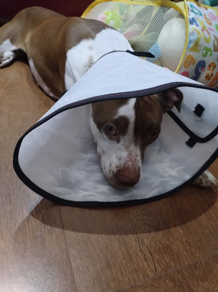 Cachorro raça Pit-Bull idade 2 anos nome SEM NOME