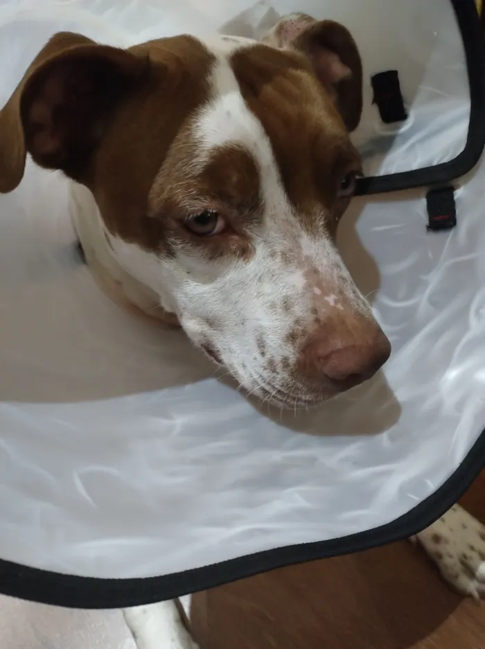 Cachorro raça Pit-Bull idade 2 anos nome SEM NOME