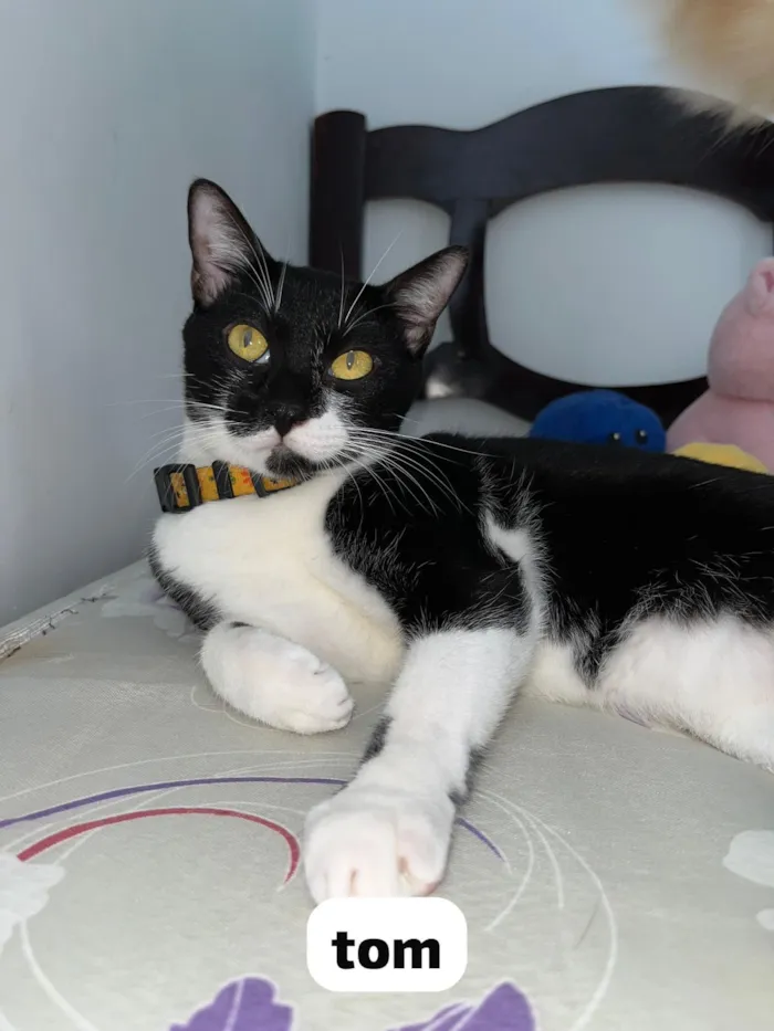 Gato raça SRD-ViraLata idade 2 anos nome Tom