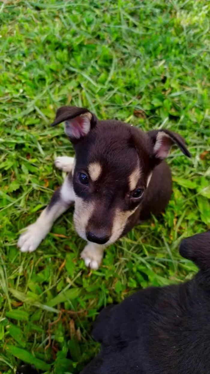 Cachorro raça SRD-ViraLata idade Abaixo de 2 meses nome Sin nombre 
