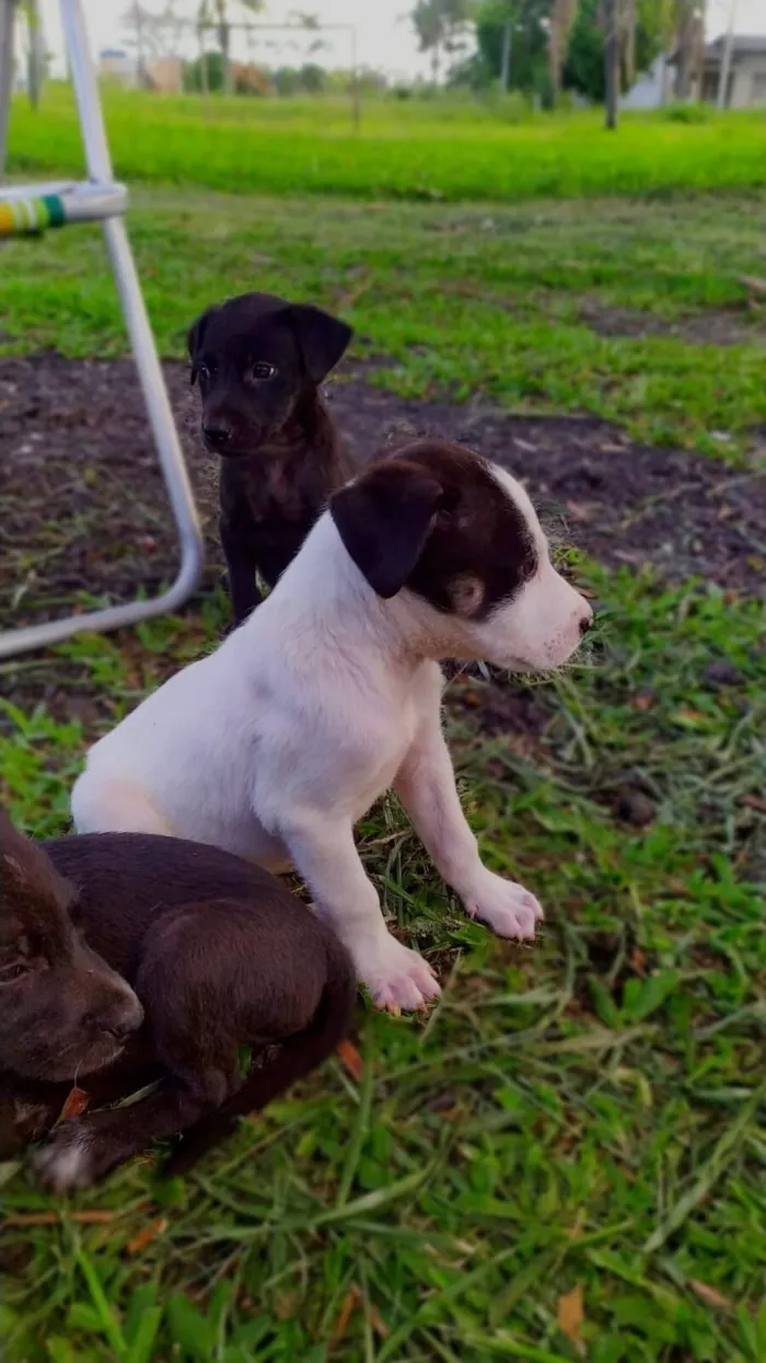 Cachorro raça SRD-ViraLata idade Abaixo de 2 meses nome Sin nombre 
