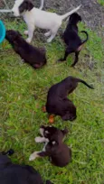 Cachorro raça SRD-ViraLata idade Abaixo de 2 meses nome Sin nombre 