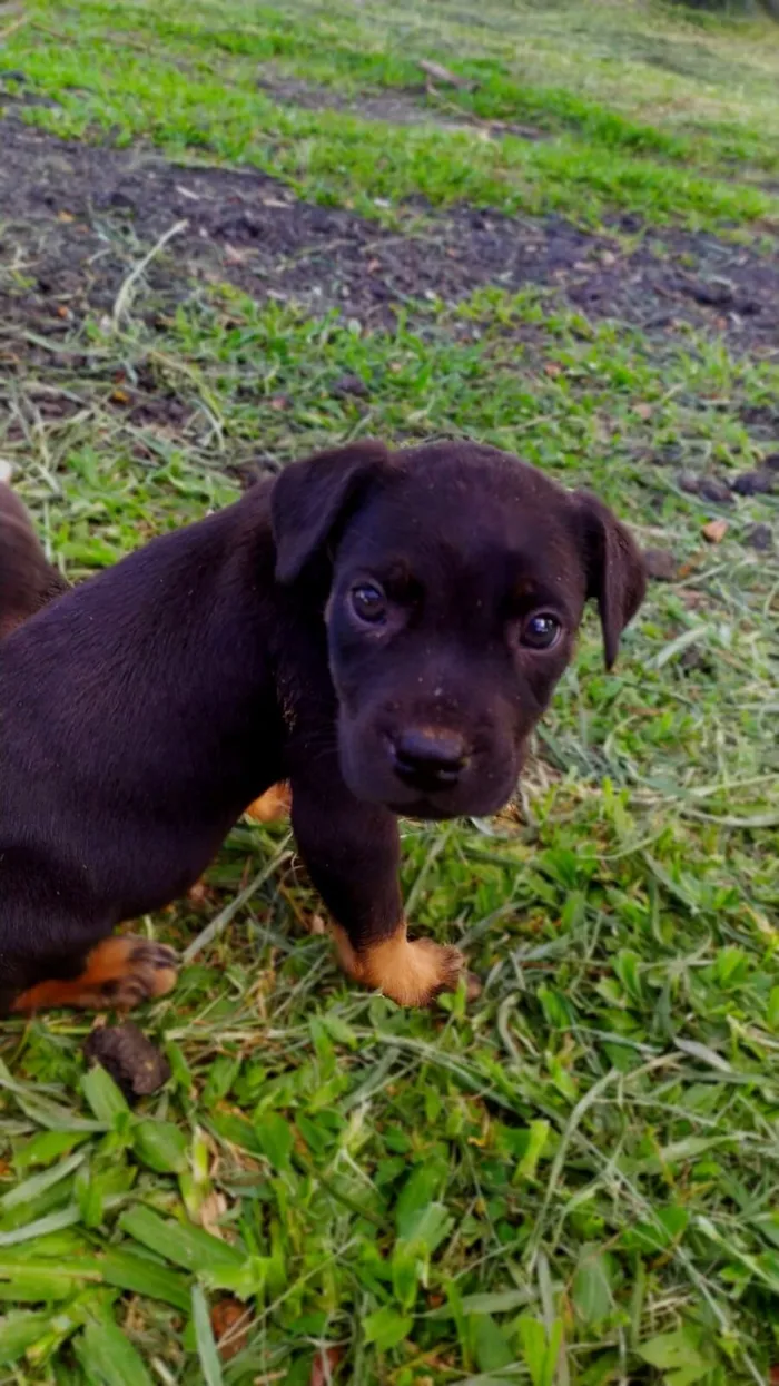 Cachorro raça SRD-ViraLata idade Abaixo de 2 meses nome Sin nombre 