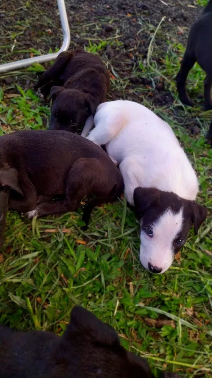 Cachorro raça SRD-ViraLata idade Abaixo de 2 meses nome Sin nombre 
