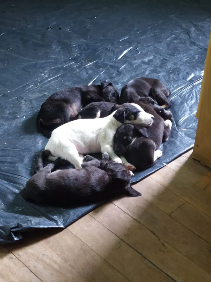 Cachorro raça SRD-ViraLata idade Abaixo de 2 meses nome Sin nombre 