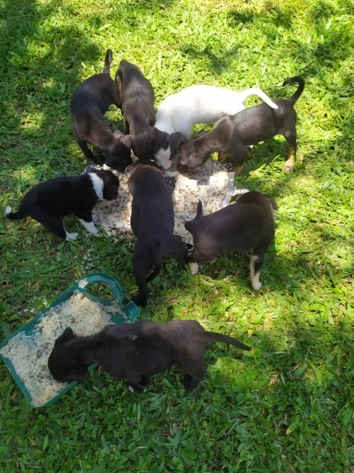 Cachorro raça SRD-ViraLata idade Abaixo de 2 meses nome Sin nombre 