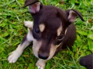 Cachorro raça SRD-ViraLata idade Abaixo de 2 meses nome Sin nombre 