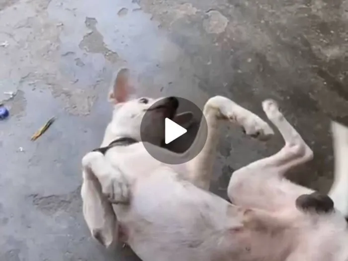 Cachorro raça SRD-ViraLata idade 5 anos nome MOISES SOUSA MARINHO