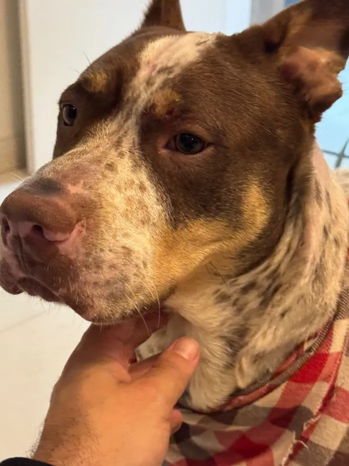 Cachorro raça SRD-ViraLata idade 3 anos nome Bazuca 