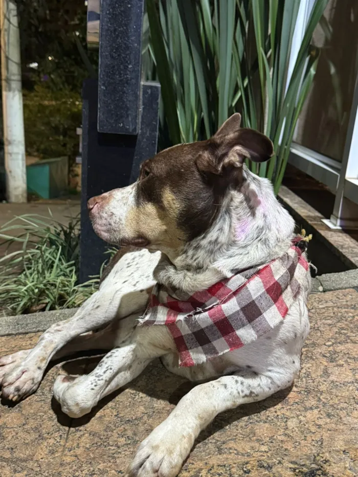 Cachorro raça SRD-ViraLata idade 3 anos nome Bazuca 