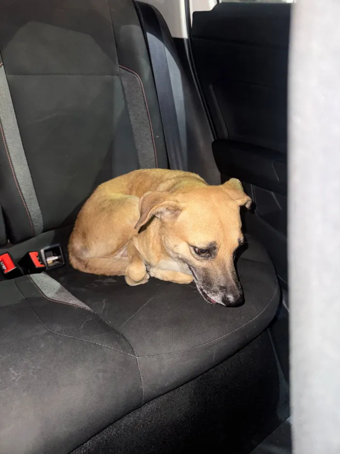 Cachorro raça SRD-ViraLata idade 5 anos nome Caramela