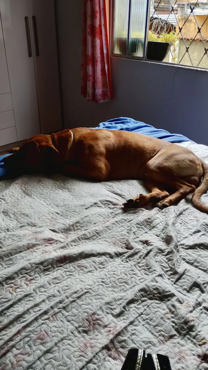Cachorro raça SRD-ViraLata idade 2 anos nome Spaik 