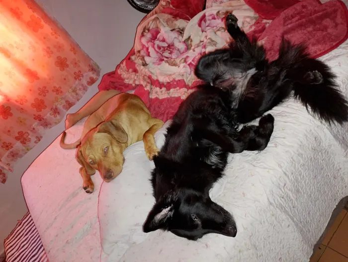 Cachorro raça SRD-ViraLata idade 2 anos nome Spaik 