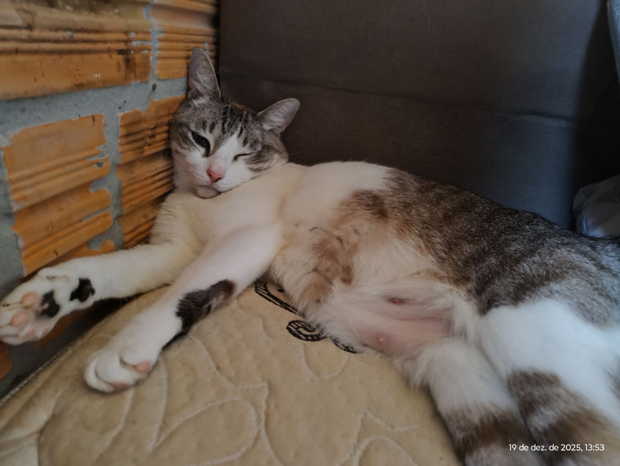 Gato raça SRD-ViraLata idade 4 anos nome Baily