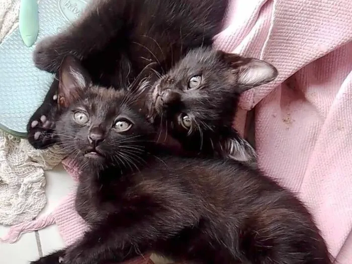 Gato raça SRD-ViraLata idade Abaixo de 2 meses nome Sem nome 